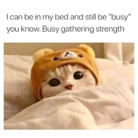 I can be in bed and still be busy Busy gathering strength. Cute cat memes, adorable cat memes, hilarious cat memes, funny cat meme ideas, cat meme face, #catmeme #catmemes, funniest and cutest cats ever, cats new pics, funny cat pictures, viral cat memes, viral cat photos Cute Cat Memes, Friday Humor, Funny Cat Memes, Cat Person, Silly Cats, Crazy Cat Lady, Cool Cats, Funny Cute, Cat Memes