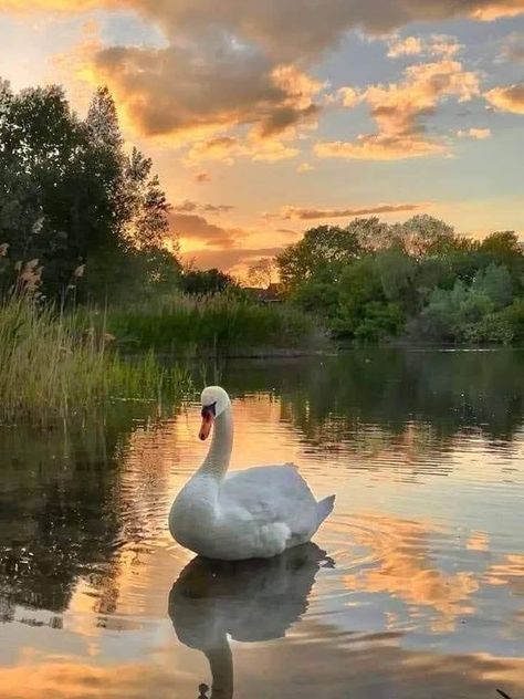 Lake With Swans, Pond Photography, Swan Photo, Swan Photography, Swan Pictures, Swan Painting, Mute Swan, Woodland Scene, White Swan