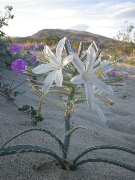 Hesperocallis undulata "desert lily" Desert Flower Aesthetic, White Desert Aesthetic, Desert Flowers Aesthetic, Desert Lily, Lilies Drawing, Desert Rose Plant, Lily Painting, Desert Flowers, Desert Plants