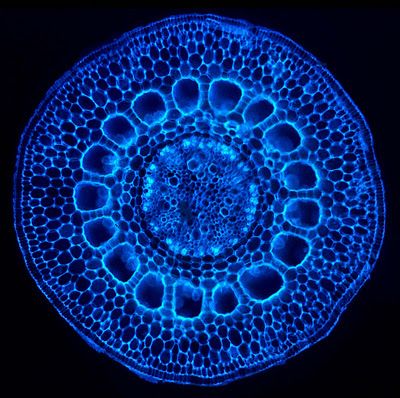 A section of the lower stem of a water milfoil Myriophyllum sp. a type of freshwater aquatic plant. Here stained with a fluorescent dye. Microscopic Art Forms In The Human Cell, Plant Cell Structure, Fluorescence Microscopy, Microscopic Photography, Micro Photography, Photo Macro, Microscopic Images, The Human Eye, Plant Cell