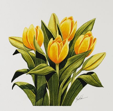 Yellow Flowers Drawing, Soft Pastel Drawing, Cute Easy Paintings, Painted Coffee Mugs, Pre Raphaelite Art, Prismacolor Art, Tulips Art, Botanical Flower Art, Watercolor Painting Techniques