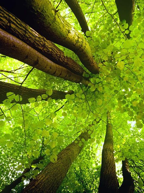 Lime green tree leaves. Ginkgo Biloba tree! Love the little leaves !! Boom Kunst, Mystic Forest, Paint Collection, Tree Spirit, Tall Trees, Tree Forest, Jolie Photo, Beautiful Tree, Beautiful Photography