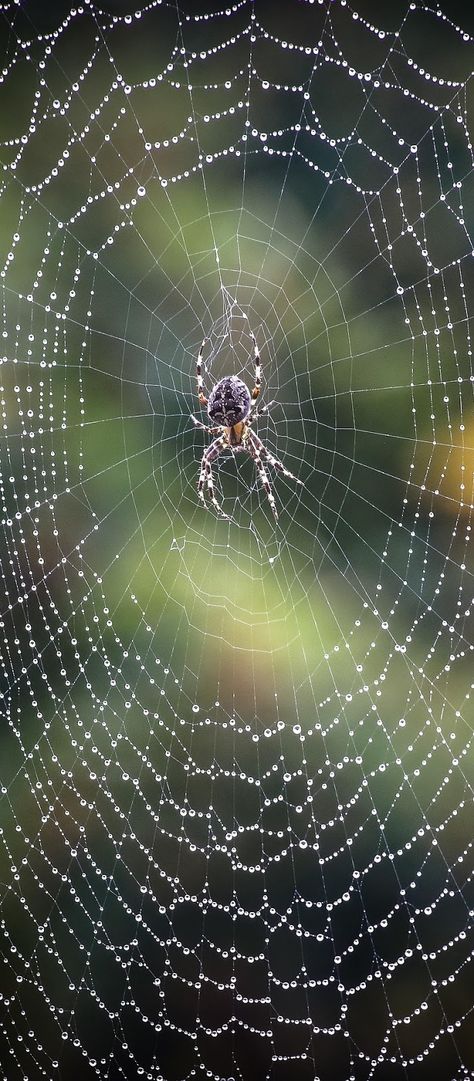 A garden orb spider on it's wet cobweb. #insect #garden #orb #spider #wet #cobweb Orb Spider, Insect Pictures, Spider Pictures, Spider Net, Spider Drawing, Spider Web Tattoo, Pictures Of Insects, Garden Spider, Natural Form Art