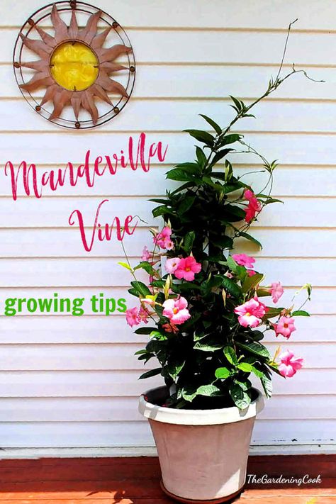 Mandeville Vine, Mandeville Plant, Mandevilla Trellis, Mandevilla Plant, Mandevilla Vine, Plants With Pink Flowers, Tropical Flower Arrangements, Acid Loving Plants, Container Gardening Flowers