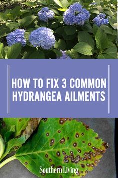 Hydrangea Tree Care, How To Care For Hydrangeas, How To Prune Hydrangeas, Caring For Hydrangeas, Hydrangea Plant Care, Prune Hydrangeas, When To Prune Hydrangeas, Pruning Hydrangeas, Hydrangea Care