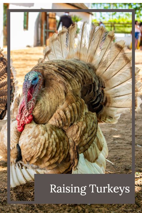 Are turkeys hard to raise?  Should you raise turkeys?  Learn about raising and caring for turkeys, butchering, processing and cooking turkeys. Raising Turkeys For Meat, Turkey Raising, Yard Planning, Turkey Breeds, Bronze Turkey, Chocolate Turkey, Raising Turkeys, Baby Turkey, Tom Turkey