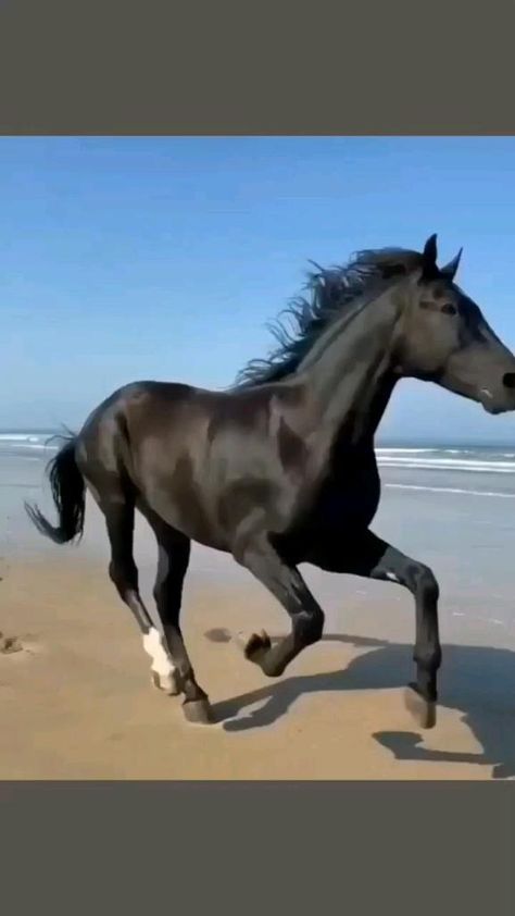 Cute Horse Pictures, Horse Illustration, Horse Videos, Horse Aesthetic, Friesian Horse, Lovely Creatures, Horse Stables, Equestrian Life, Cute Horses