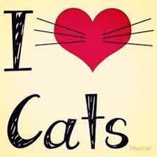 I ❤️ Cats 3 Cats, I Love Cats, Cat Ideas, Image Chat, Cat Quotes, Cats Meow, All About Cats, Crazy Cat Lady, Beautiful Cats