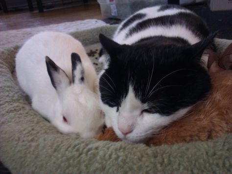 When a Cat Loves a Bunny Cat And Bunny Matching Pfp, Cute Bunny And Cat, Kitten And Bunny, Rabbit Outline, Cats With Bunny Ears, Bunny And Cat, Cat And Rabbit, Rabbit And Cat Together, Cat And Bunny