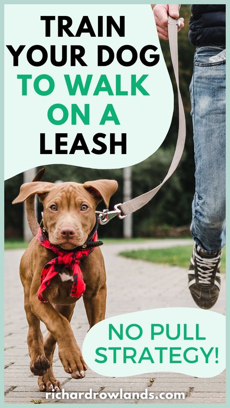 Learn how to train your dog to walk on a leash without pulling to make walking a fun, rewarding experience. Dog Training Tips | Dog Leash | No Pull Loose Leash Walking, Dog Leash Training, Basic Dog Training, Dog Training Advice, Dog Brain, Leash Training, Dog Nutrition, Best Dog Training, Mini Dogs