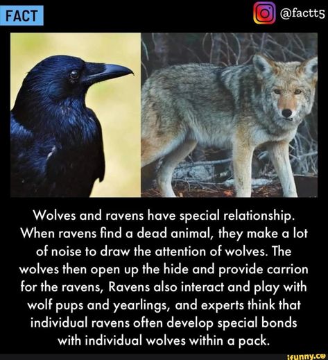 I FACT Wolves and ravens have special relationship. When ravens find a dead animal, they make a lot of noise to draw the attention of wolves. The wolves then open up the hide and provide carrion for the ravens, Ravens also interact and play with wolf pups and yearlings, and experts think that individual ravens often develop special bonds with individual wolves within a pack. - ) Raven Facts, Wolves And Ravens, Crow Facts, Wolf Pups, Raven And Wolf, Fun Facts About Animals, Wolf Pup, Wolf Quotes, Wolf Spirit Animal