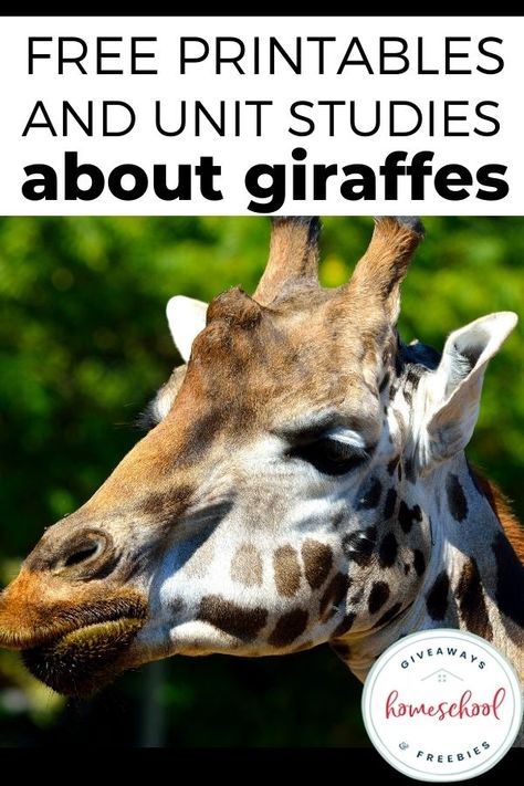 Free Printables and Unit Studies About Giraffes - Homeschool Giveaways Giraffe Unit Study, Giraffe Activities, Giraffe Facts For Kids, Giraffe For Kids, Giraffe Facts, Giraffes Cant Dance, Kids Learning Videos, Animal Activities For Kids, Animal Studies