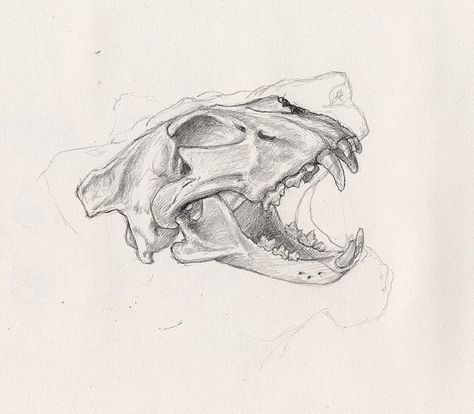 Lion skull by The Loud 1, via Flickr Animal Skull Drawing, Lion Skull, Old Sketches, Animal Skeletons, Skulls Drawing, Animal Bones, Skull Drawing, Sketch Inspiration, Scientific Illustration