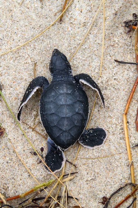 Baby Sea Turtles | Baby Loggerhead Sea Turtle | naturetime Sea Turtle Facts, Turtle Facts, Sea Turtle Pictures, Loggerhead Sea Turtle, Baby Sea Turtles, Baby Sea Turtle, Tortoise Turtle, Terrapin, Turtle Love