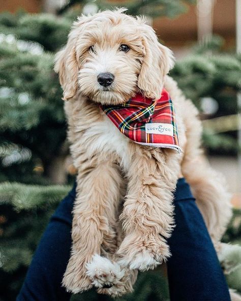 Christmas Dog And Owner Pictures, Dog Christmas Outfits, Goldendoodle With Bandana, Large Dog Christmas Outfit, Christmas Aesthetic Puppy, Saint Bernard Christmas Pictures, Apparel Business, Flannel Dog Sweater, Christmas Dog Outfits