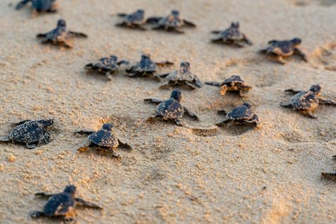 Sea Turtles Hatching, Sea Turtle Nest, Sea Turtle Species, Turtle Hatching, World Turtle Day, Land Turtles, Turtle Day, Baby Sea Turtles, Dauphin Island