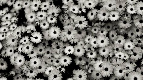 Black & White Daisies Wallpaper Floral Tumblr, Desktop Wallpapers Tumblr, White Flower Wallpaper, Daisy Wallpaper, Tumblr Backgrounds, Timeline Cover, Black And White Photograph, Wallpaper Tumblr, Black And White Flowers