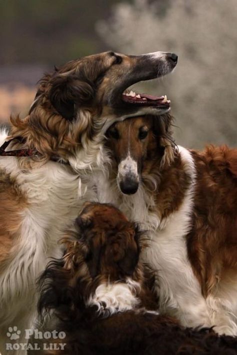 Russian Wolfhound, Borzoi Dog, Sight Hounds, Animals Dogs, Kinds Of Dogs, Dog Photography, Whippet, Beautiful Dogs, Big Dogs