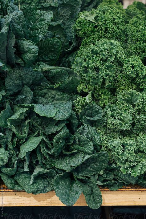 Curly Kale, Kale, Free Stock Photos, Royalty Free Stock Photos, Portfolio, Stock Photos