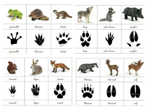 Outdoor Preschool, Animal Footprints, Animal Printables, Different Animals, Montessori Ideas, Animal Tracks, Montessori Classroom, Animal Activities, Types Of Animals