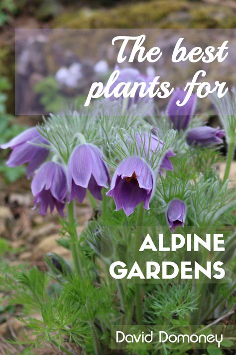 Rock gardens are great features for breathing life into areas of the garden with shallow or poor soil. Alpines in particular flourish in these spots, as in the wild they grow in rocky, mountainous regions and this can be easily re-created in your garden. Rocky Mountain Garden, Rocky Mountain Gardening, Mountain Gardens Landscaping, Alpine Rock Garden, Mountain Garden Ideas, Alpine Garden Ideas, Mountain Gardening, Garden Scapes, Colorado Garden