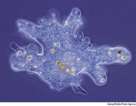 Amoebas have bacterial endosymbionts. Ameba Cell, Amoeba Aesthetic, Microscopic Bacteria, What Is Biology, Cells Project, Macro Photography Nature, Eerie Places, Microscopic Photography, Micro Photography