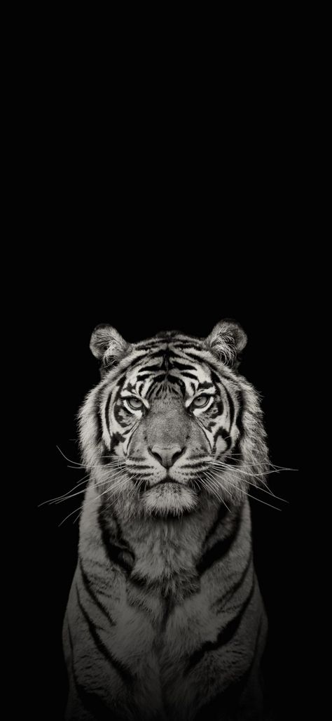 Tiger Wallpaper Iphone Aesthetic, Black Tiger Wallpaper, Tiger Iphone Wallpaper, Tiger Wallpaper Aesthetic, Wallpaper Tigre, White Tiger Wallpaper, Tiger Wallpaper Iphone, Wallpaper Tiger, Iphone Wallpaper Hd Original