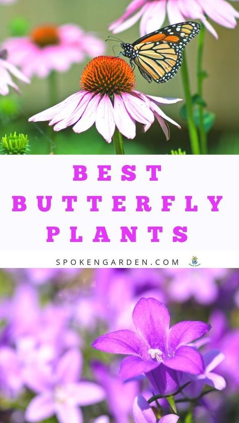 To attract butterflies you need add the the best butterfly plants to your garden! Learn about the best flowers for butterflies and how to attract butterflies with these five, low maintenance perennials. #butterflygarden #bestflowersforbutterflies #butterflyflowers #attractbutterflies #spokengarden Low Maintenance Flowers, Plants For Butterflies, Low Maintenance Perennials, Flowers For Butterflies, Butterfly Bushes, Pollinator Garden Design, Attracting Butterflies, Plants That Attract Butterflies, Summer Gardening