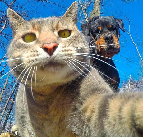 Baddest cat in the street. Selfie Cat, Cat And Dog, Gopro, Cute Things, A Cat, Things That, Puppies, Dogs, Instagram