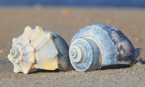 Whelk Shell, Species Of Sharks, Sunny Summer Day, Summer Blues, Water Creatures, Sea Plants, Sea Floor, Sea Snail, Coastal Beaches