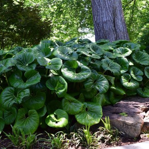 Leopard Plant Landscaping, Leopard Plant Care, Giant Leopard Plant, Farfugium Japonicum Giganteum, Farfugium Japonicum, Giant Plants, Lake Nursery, Large Leaf Plants, Big Leaf Plants