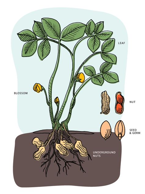 From planting to harvesting, the growing cycle of a peanut takes 4 to 5 months, depending on the type and variety. | USA peanuts are planted after the last frost in April through May, when soil temperatures reach 65°—70°F. Peanut plants need 1½ to 2 inches of water per week during kernel development. Peanut Plant, Growing Peanuts, Nitrogen Fixing Plants, Peanut Tree, Old Farmers Almanac, Edible Landscaping, Veggie Garden, Edible Garden, Plant Needs