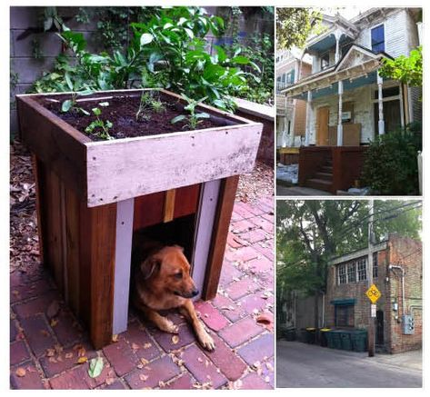 Dog house with a rooftop garden Garden Dog House, Dog House With Planter On Top, Winter Dog House Diy, Green Roof Dog House, Doggy House, Insulated Pallet Dog House Diy, Turtle House, Plant Bed, Dog Green