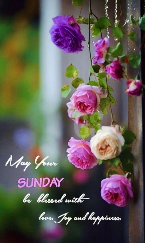 Sunday Morning Wishes, Happy Sunday Images, Good Morning Christmas, Sunday Greetings, Good Morning Wishes Gif, Sunday Wishes, Week Quotes, Sunday Images, Birthday Wishes Greetings