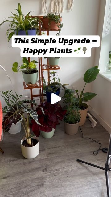 Asiya J on Instagram: "🌿 All-in-One Light Boost! 💡  Since adding this standing grow light, my entire plant corner has completely transformed! The best part? It consistently gives all my plants the light they need at once—no more dark spots or fighting for sunlight. 🌱 Whether it’s my low-light plants or sun-loving ones, everyone gets their share of brightness!  Perfect for those tricky corners that don’t get natural light. 🌞 Trust me, it makes all the difference!  ‼️ Want a direct link to this grow light? Comment “YES” below, and I’ll send it over! ⬇️  #plantcarehacks #growlight  #indoorjunglebloggers #happyplants #plantparent #greenlivingroom #urbanjunglebloggers" Plant Corner, Spider Plant, Low Light Plants, Indoor Jungle, Spider Plants, Living Room Green, Grow Light, Grow Lights, Urban Jungle