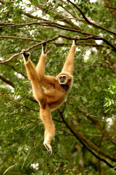 Lar Gibbon, Monkey Pose, Types Of Monkeys, Animal Experiences, Tropical Animals, In The Zoo, Great Ape, Wild Creatures, Monkeys Funny