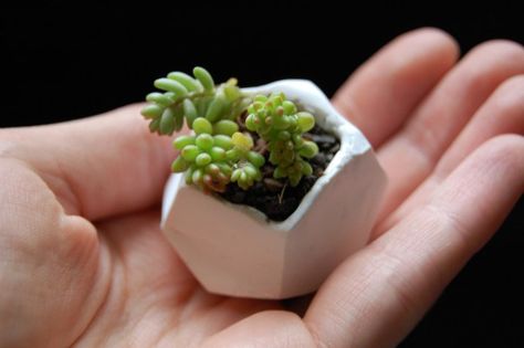 tiny clay plant pot Clay Plant, Clay Plant Pots, Planter Project, Plant Pot Diy, Geometric Planter, Tiny Plants, Mini Plants, Cactus Y Suculentas, Miniature Crafts