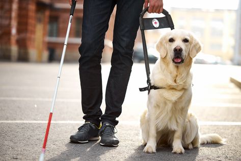 Therapy Dog, Psychiatric Service Dog, Blind Dog, Assistance Dog, Therapy Animals, Obedience Training, Guide Dog, Service Animal, Therapy Dogs