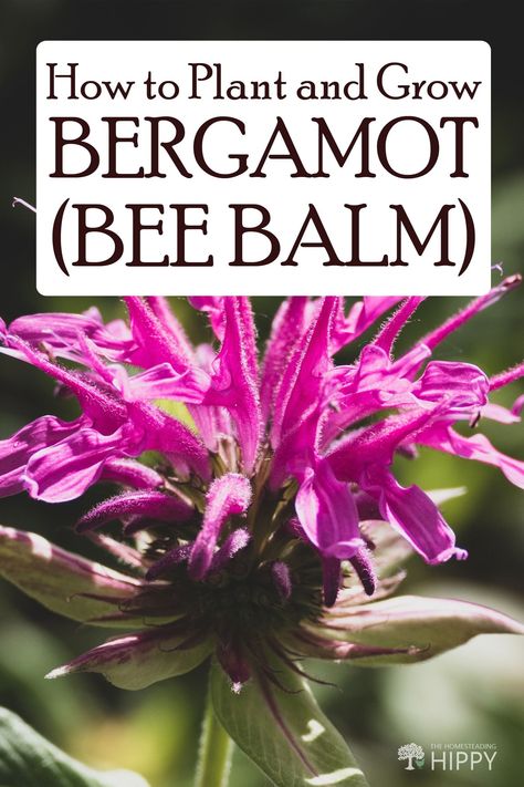 Bee balm isn't just a very good pollinator, it can be used in teas and salads too! Here's how to grow it. #beebalm #bergamot #gardening Bergamot Plant, Medicinal Wild Plants, Spice Garden, Medicinal Herbs Garden, Outside Plants, Lucky Plant, Chicken Garden, Cottage Garden Design, Bee Balm