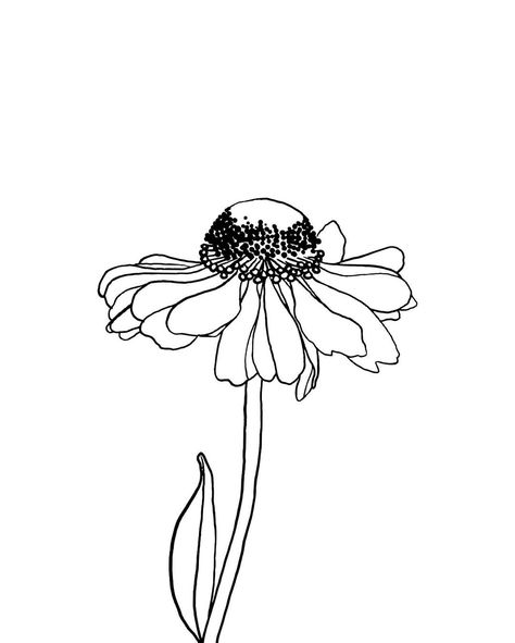 Helenium Flower, Letter Flowers, Botanical Line Drawing, Floral Line Art, Flower Illustrations, Flower Sketches, Wedding Fonts, Line Drawings, Black N White