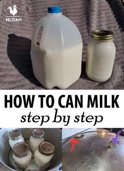 Step by step how to can milk in a pressure canner, safety precautions and tips. #milk #canning Canning Milk, Canned Milk, Canning Meat, Survival House, Goat Milk Recipes, Deep Pantry, Pressure Canning Recipes, Canning 101, Food Preserving