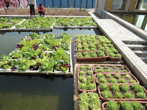 Aquaponics Design, Floating Gardens, Floating Architecture, Aquaponics Diy, Aquaponic Gardening, Abandoned Factory, Floating Garden, Floating Plants, Permaculture Gardening