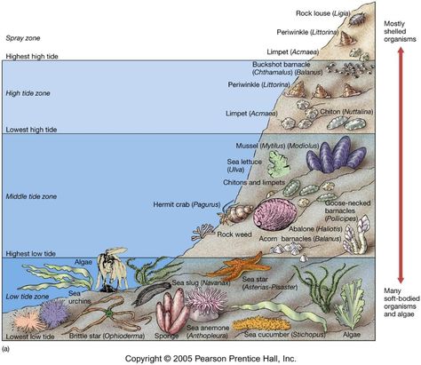 Little wonders of the intertidal zone | BIOL 326: Experimental biology of invertebrates Intertidal Zone, Ocean Zones, Ocean Ecosystem, Aquatic Ecosystem, Marine Ecosystem, Aquatic Life, Rocky Shore, Oceanography, Oceans Of The World