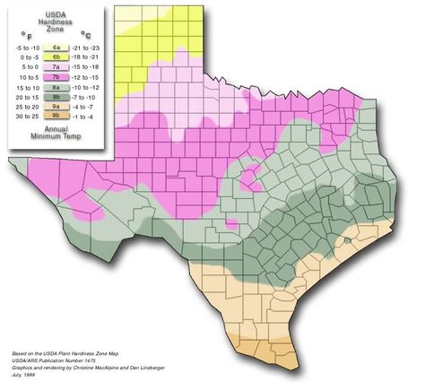 Plant Zones Vegetable Planting Calendar, Plantarea Legumelor, Vegetable Planting Guide, Vegetable Planting, Texas Plants, Starting Seeds, Vegetable Boxes, Planting Calendar, Backyard Garden Layout