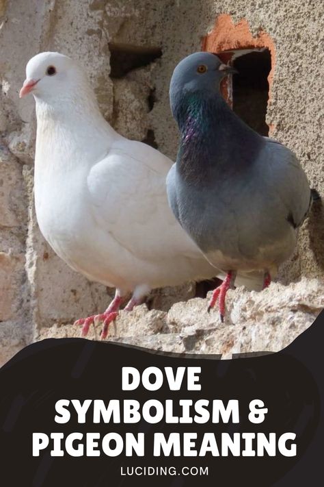 Dove Symbolism Meaning, Pigeon Meaning Spiritual, Dove Meaning, Dove Symbolism, Black Pigeon, Pigeon Eggs, Pigeon Nest, Bird Meaning, Pigeon Tattoo