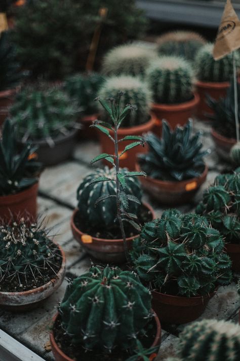 Diy Garden Decoration, Journal Images, Photo Garden, Photography Wallpapers, Garden Decoration Ideas, Photography Journey, Succulent Gardening, Green Cactus, Plant Photography