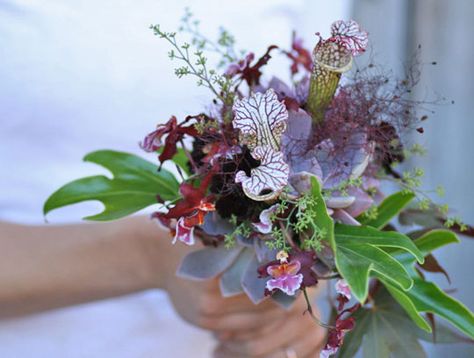 .fabulous Flora Grubb, Aquarium Wedding, Tabletop Design, Weird Plants, Pitcher Plant, Orchids Garden, Carnivorous Plants, Tropical Wedding, Garden Party