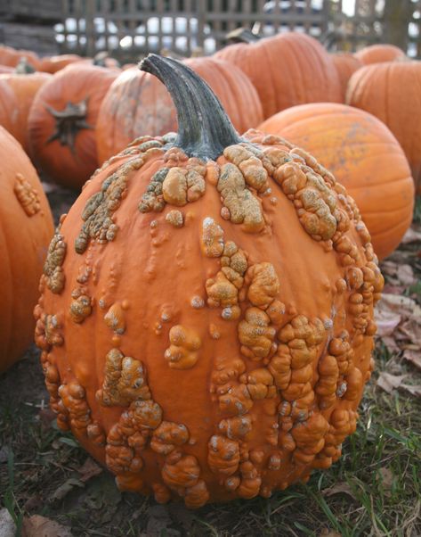 Pumpkin Reference, Head Pumpkin, Knuckle Head, Party Wristbands, Pumpkin Patch Pictures, Apple Donuts, Pumpkin Squash, How To Make Salsa, Apple Varieties