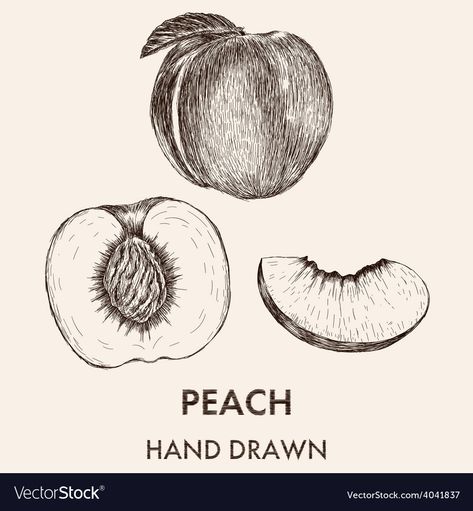 Peach Drawing Realistic, How To Draw A Peach Step By Step, Peaches Sketch, Nectarine Tattoo, Nectarine Drawing, Fruit Sketch Drawing, Peaches Drawing, Fruit Sketches, Fruits Sketch