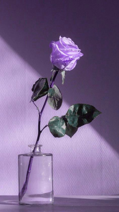 Heart Poetry, Photos Of Flowers, Traveling Around The World, Fantasy Novel, Purple Rose, Aesthetic Photos, Lviv, Dark Fantasy, Purple